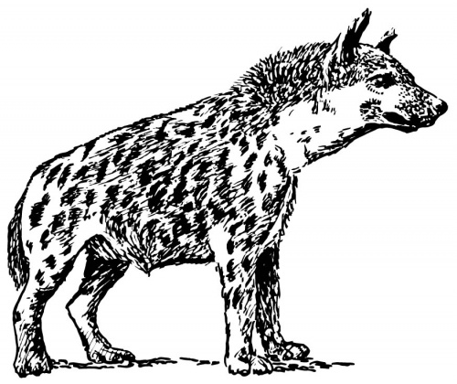 Nadic - Hyena