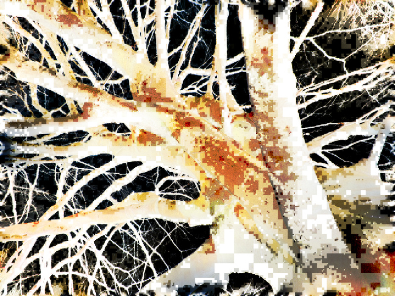 solotom - The learning tree