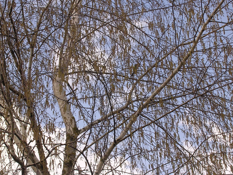 mikesch - the birch in the spring