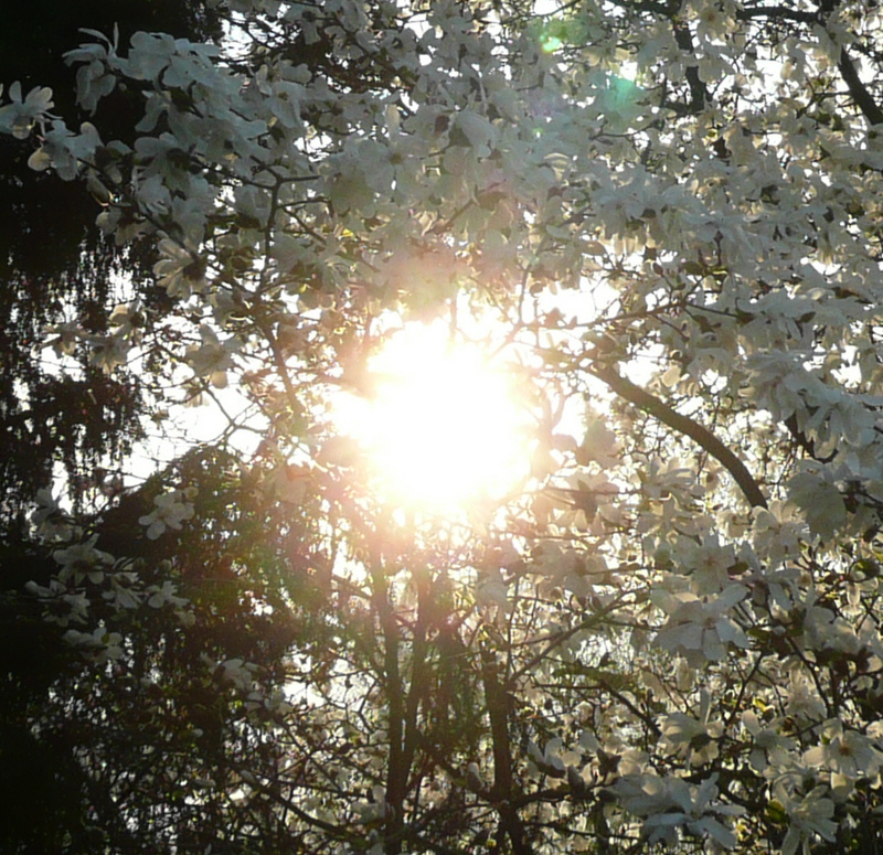 mikesch - spring fever