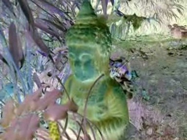 dk is mr butterfly - Sometimes