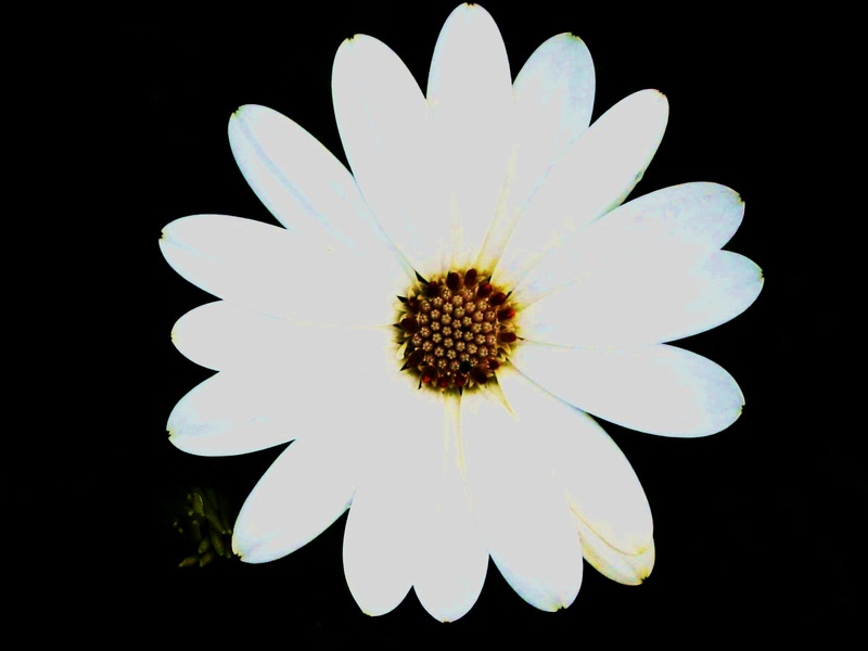 Asmora - Springtime