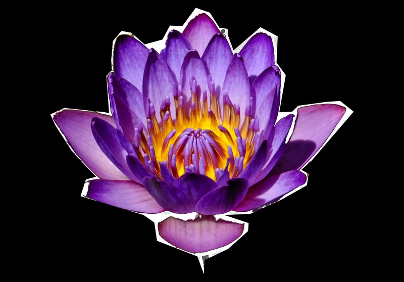 para:noizSM - violettesGelb