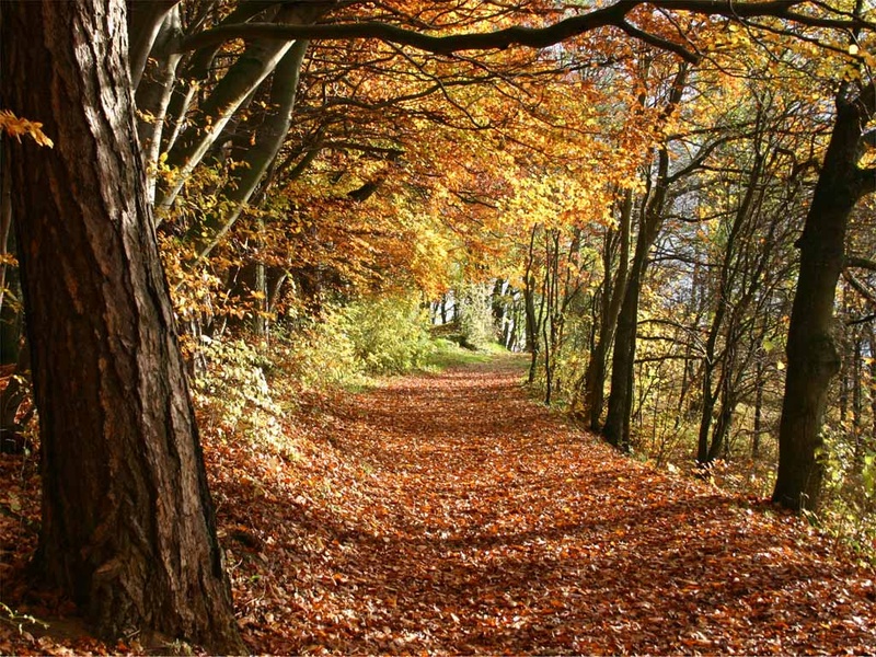 Yves IL - Ein Tag im Herbst