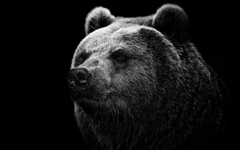 SergejDJMusic - Grizzly Bär