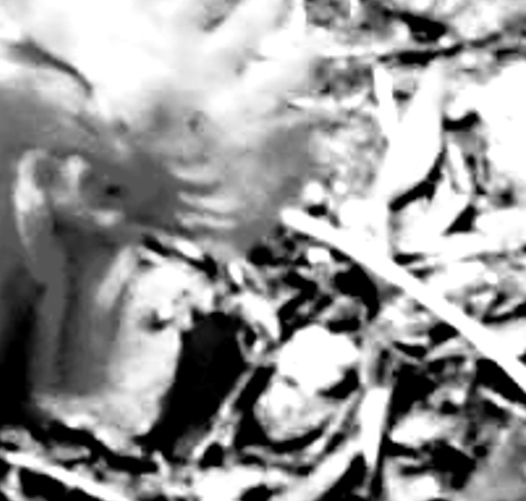 Tobys Flying Circus - NoChicksNoHope