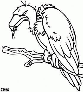Nadic - Geier
