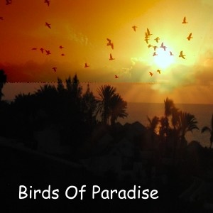 Cup Of Dreams - Birds Of Paradise