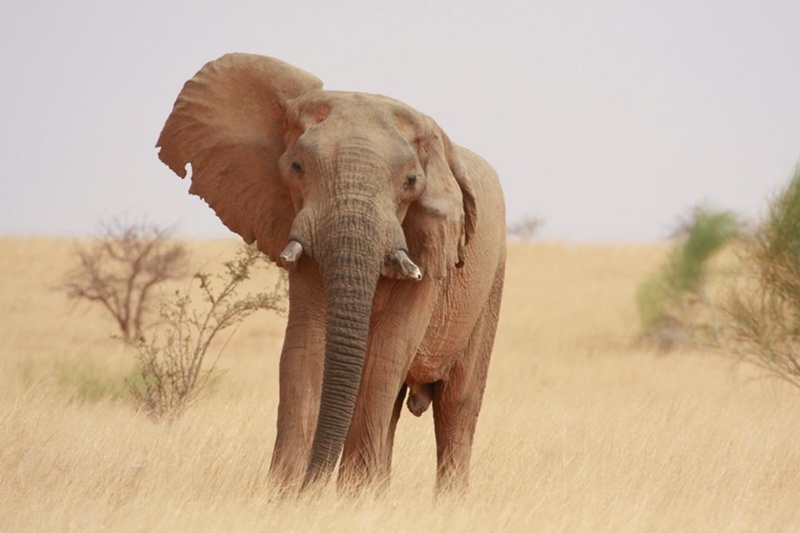Clair de Lune - Elefant