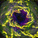 typhoon_music - Elastic