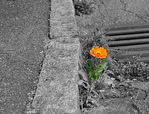 Knopfloch - Die Kleine Blume