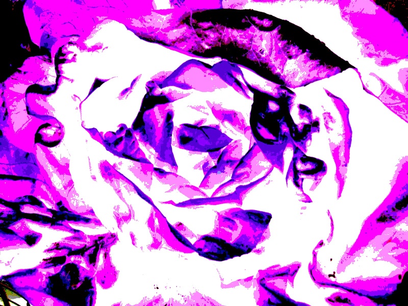 Dead Flowers - Kopfsalat