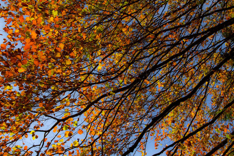 Sociophobic - Herbstsong
