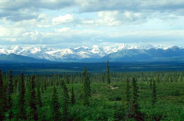 Sentero - Taiga