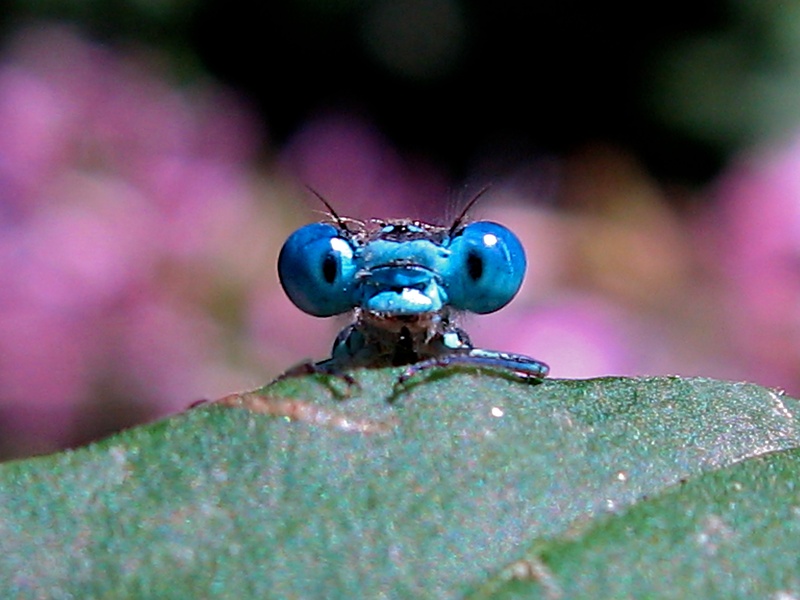 Sentero - Dragonfly