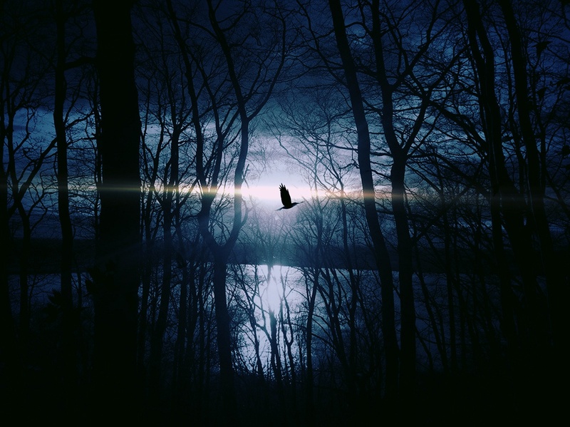 David Wohlfahrt - Birds Of Deception