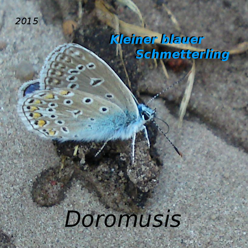 Doromusis - Kleiner blauer Schmetterling