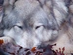 Idna (cmm Grey Wolf) - De reditu lupus est - Somnium novissimo eius