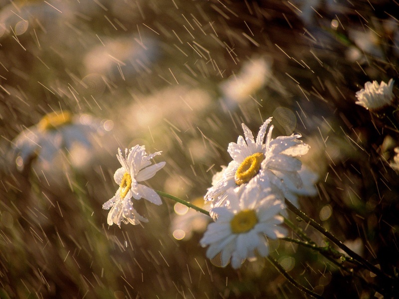 Kian - Summer Rain