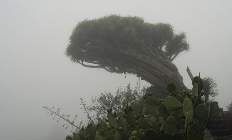 zibet-N-bibergeil - nebel in spanien DEMO/BETA