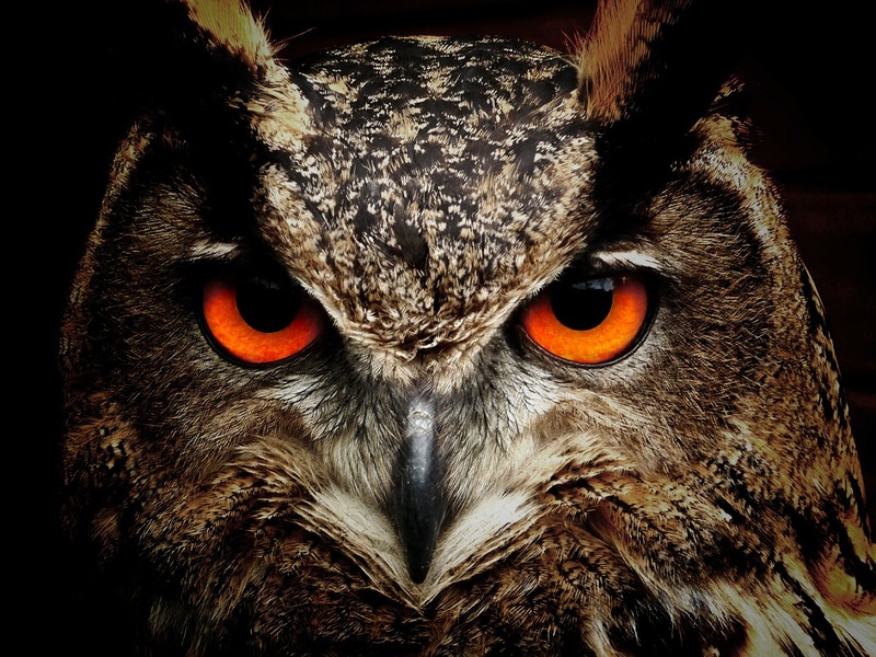 scattery - Wisdom and Wishes