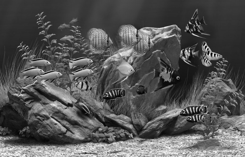 Pierre - Aquarium (old)