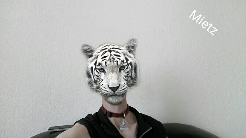 Polarfox-Mia-Blueeye - Meow