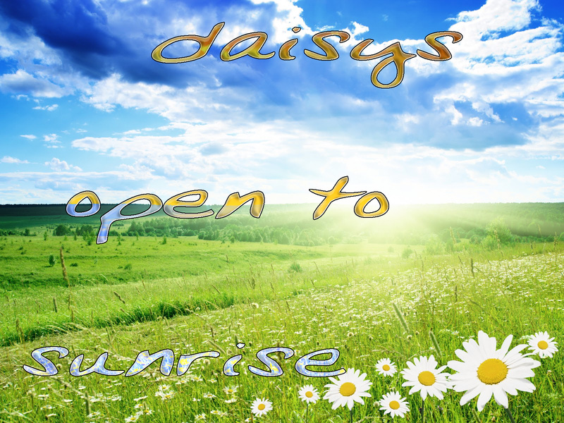 synergygyle - daisys open to sunrise