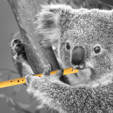 Sebbomophon - Koala
