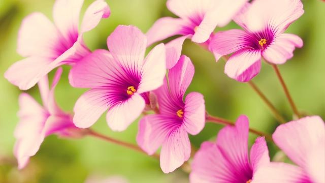 PAZion - Springtime / Stringtime