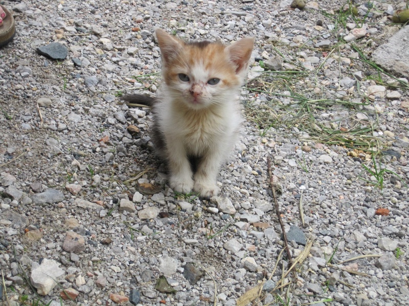 ACM - Mitzekatze