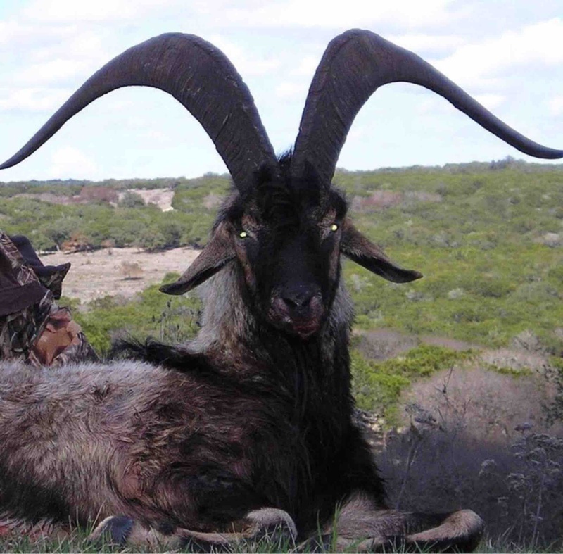 Shub-Niggurath - Hier ist es schön. vs. Woanders is' auch kagge! (Von den saftigen Stellen auf Stefans Rasen)