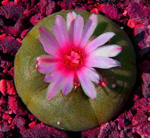 Spiritual Ethane - Peyote