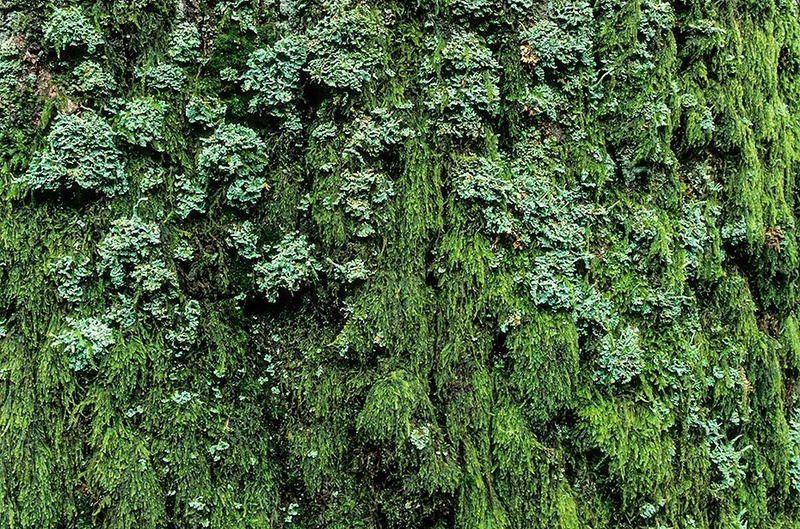 zibet-N-bibergeil - Oak MOSS Elf (Beta)