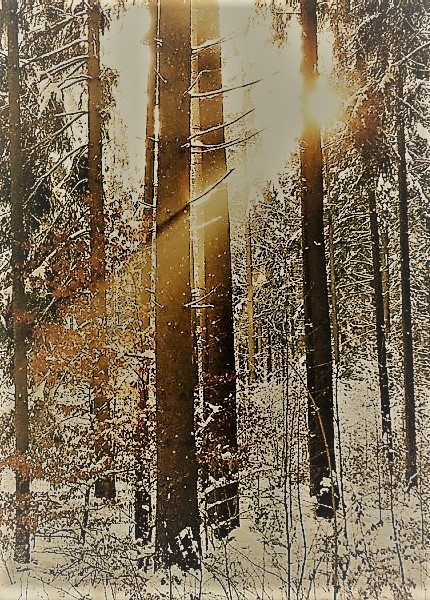 Acoluthus - Winterträume