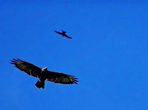 Mathissen - Der Bussard