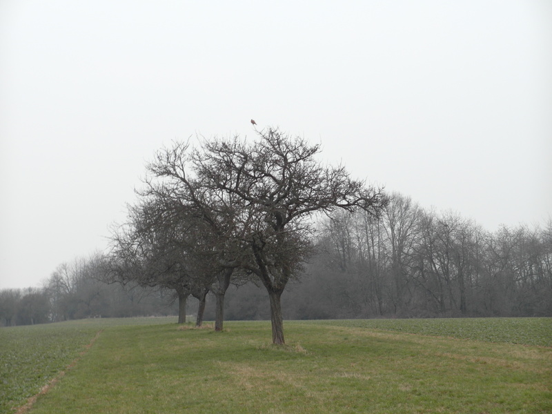 woodfeast - Sonnenzeit