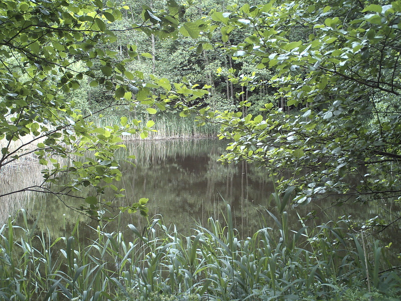 Yuckpulver - Schwarzblütenteich