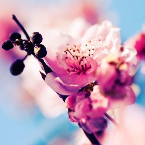 PVLZE - BLOSSOM