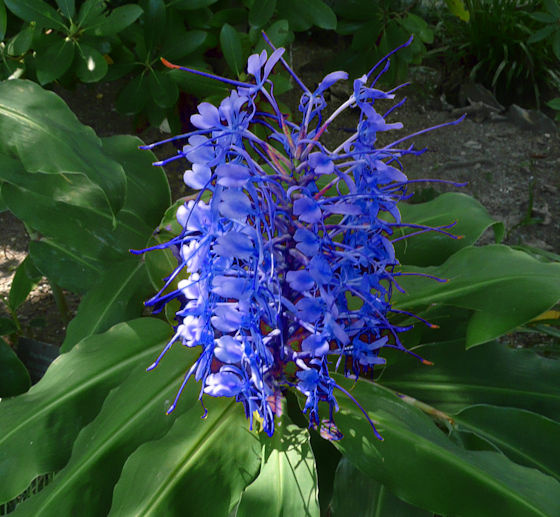 mikesch - the blue flower