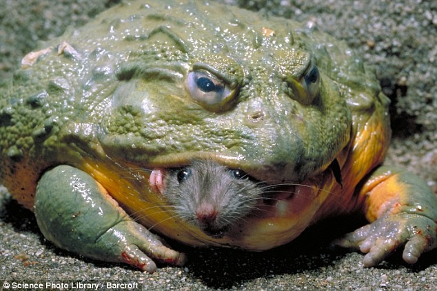 Benji.Musick - Froggocalypse