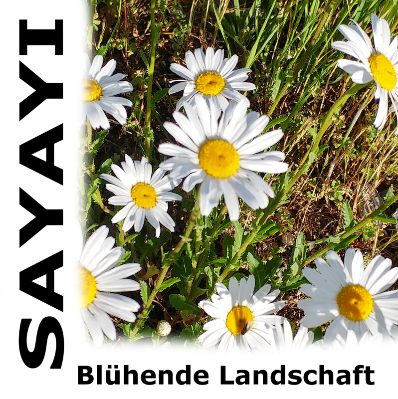 Sayayi - Blühende Landschaft