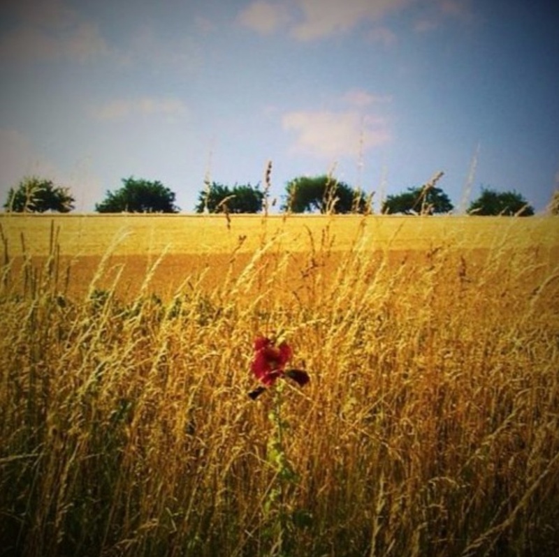 Sebasco - Harvest