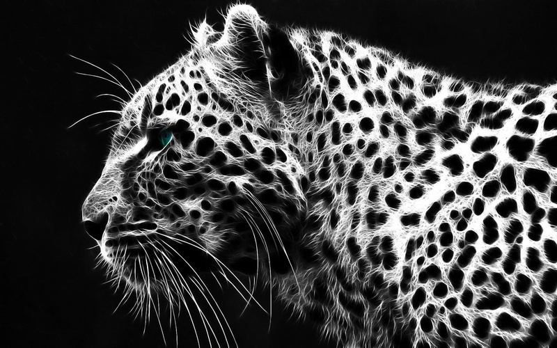 Pierre - Leopard