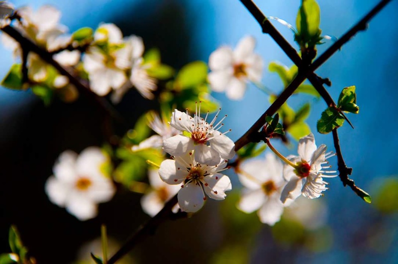 Funkstädter - Frühling