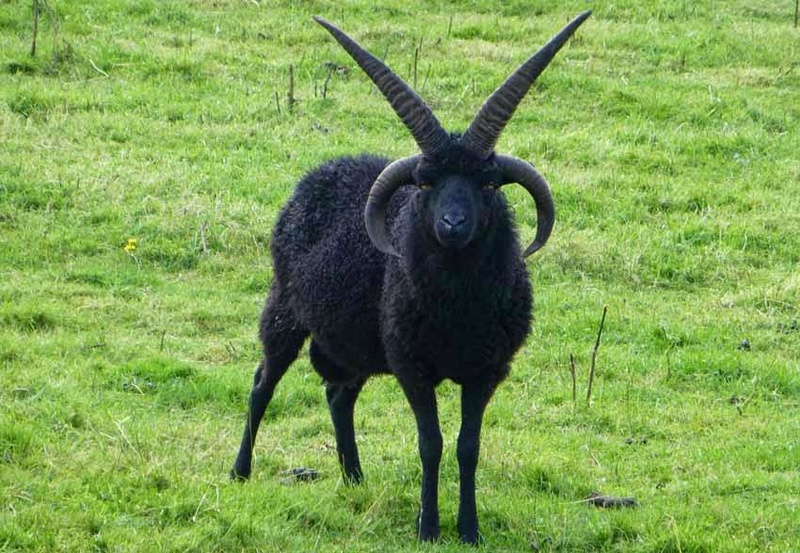 Shub-Niggurath - vrg