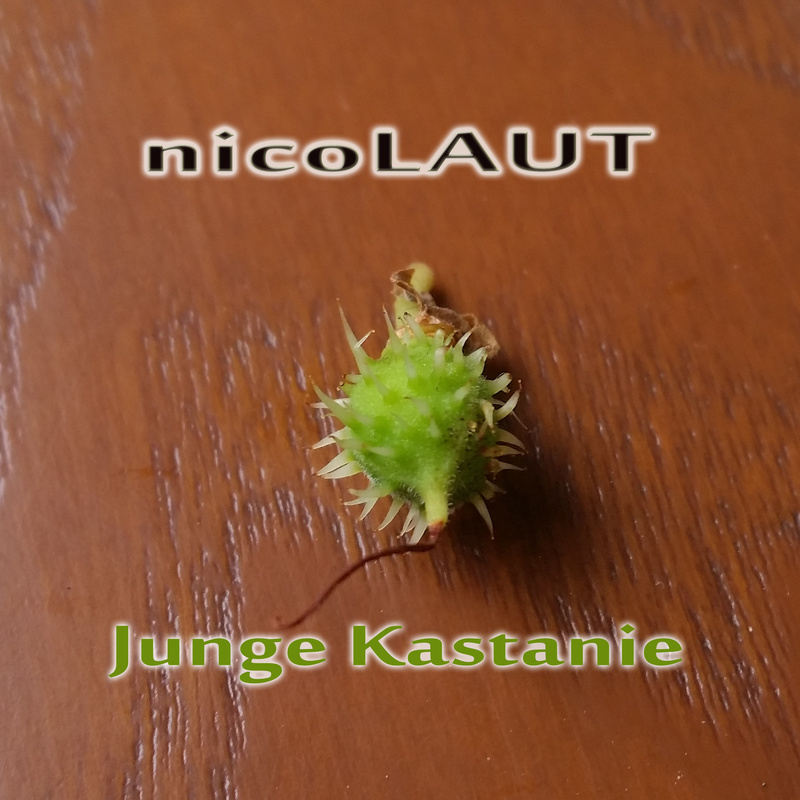 nicoLAUT - Junge Kastanie