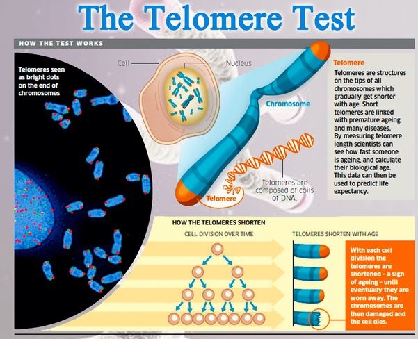 zeitgleichvier - telomere