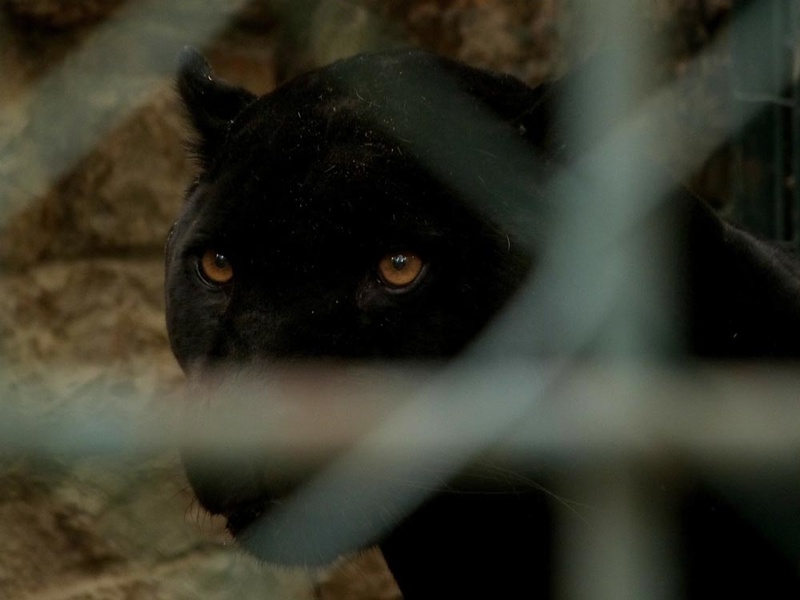 Stefan Buchberger - Der Panther