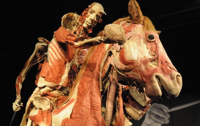 The Abilene Paradox - the devils crazy horse